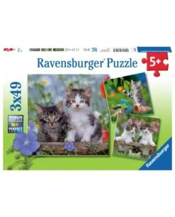 Chatons Tigrés 3x49